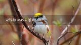 无锡旅游必去景点,江阴有什么避暑的旅游景点吗？